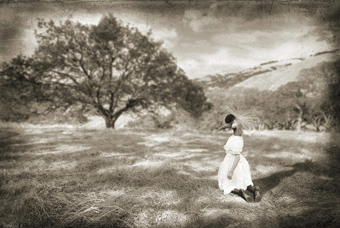 The Dreaming Tree.jpg