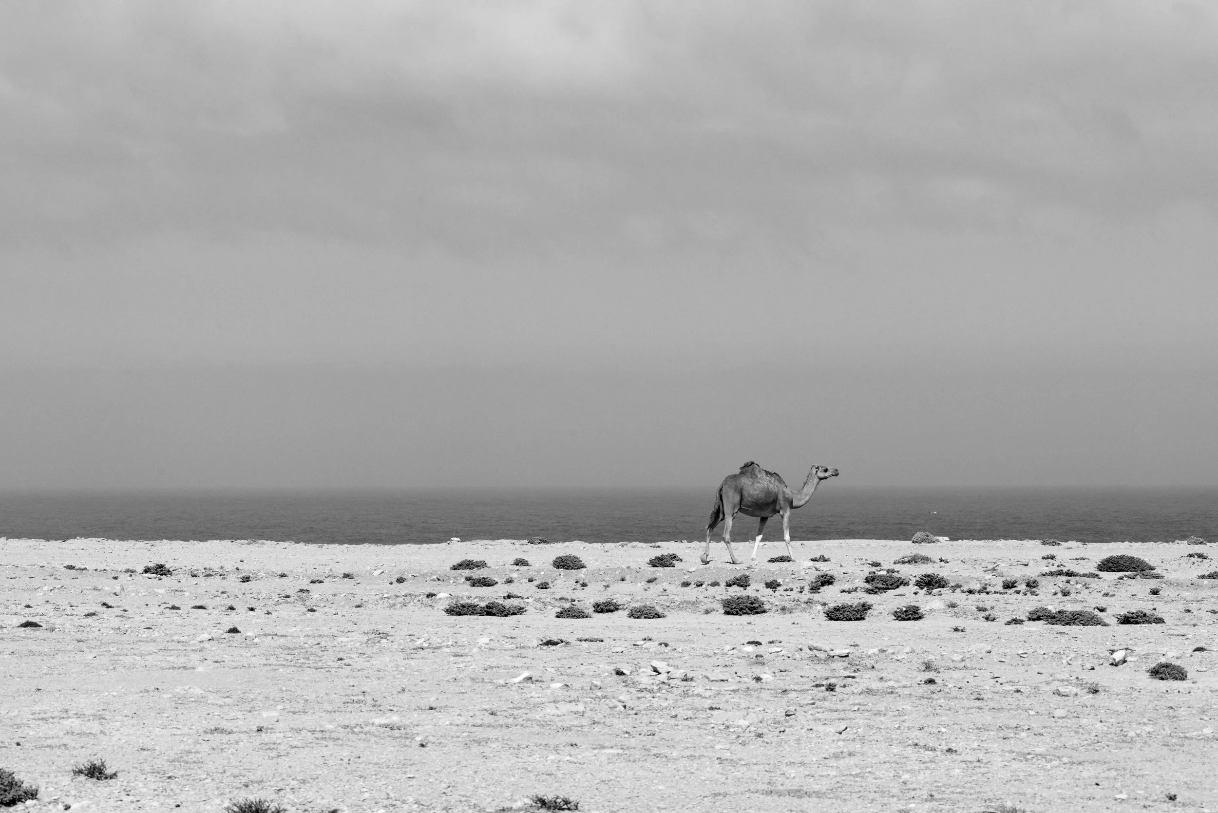 DSC_0736.jpg