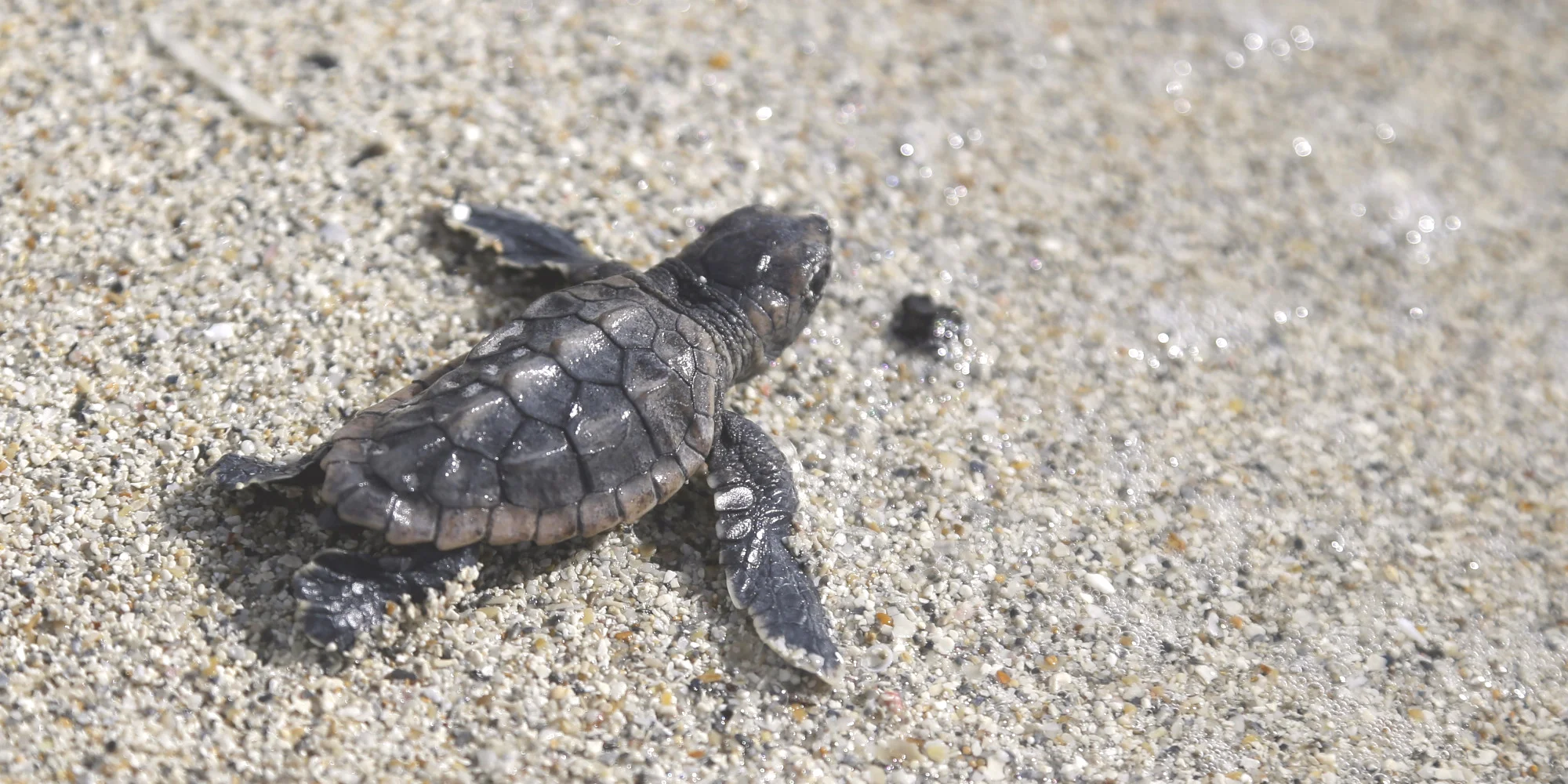 baby turtle water.jpg