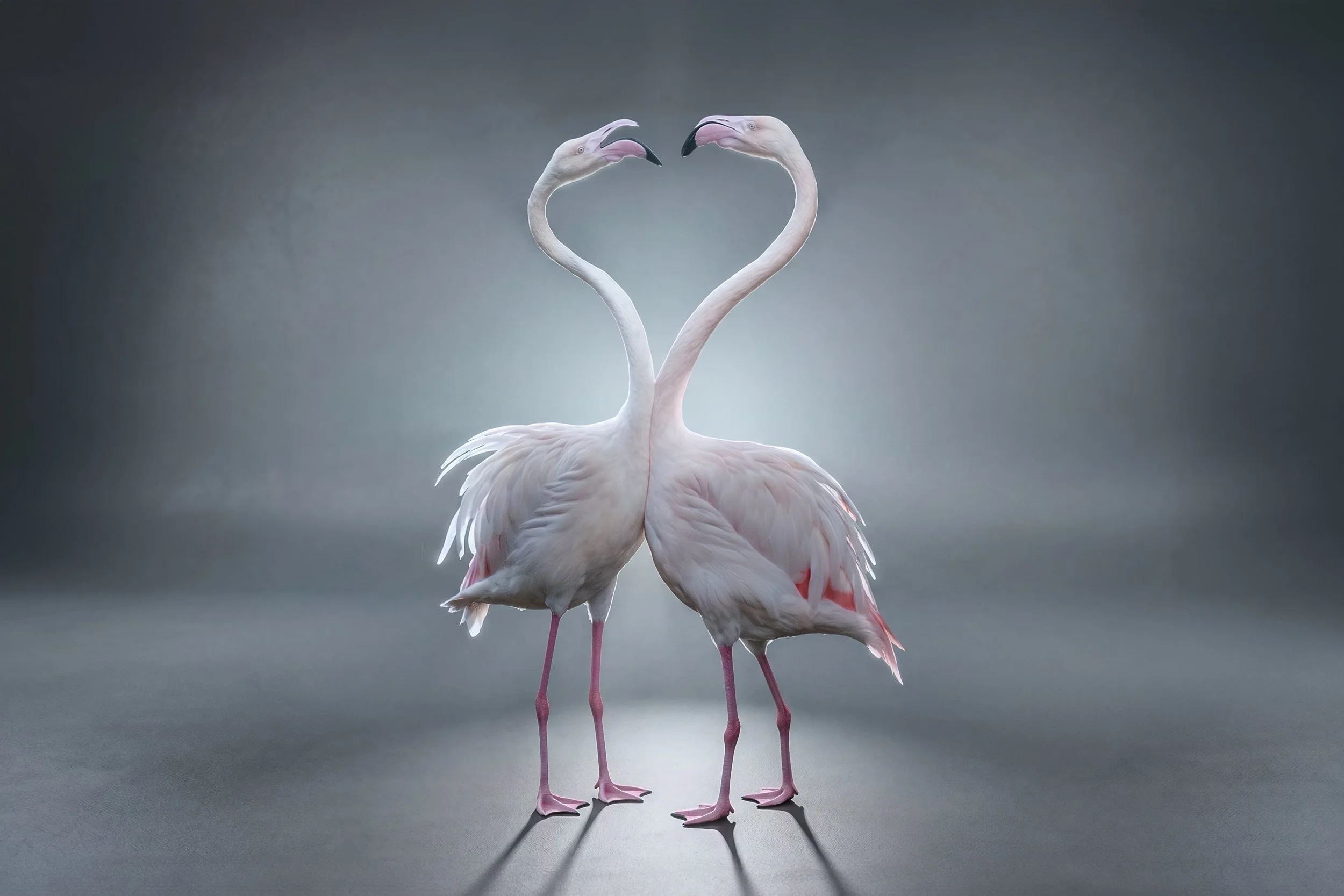 Flamingo.jpg