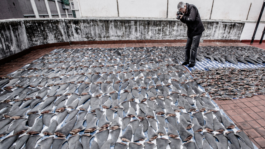 Psihoyos documents shark fins drying on a rooftop in Hong Kong. Credit: Shawn Heinrichs