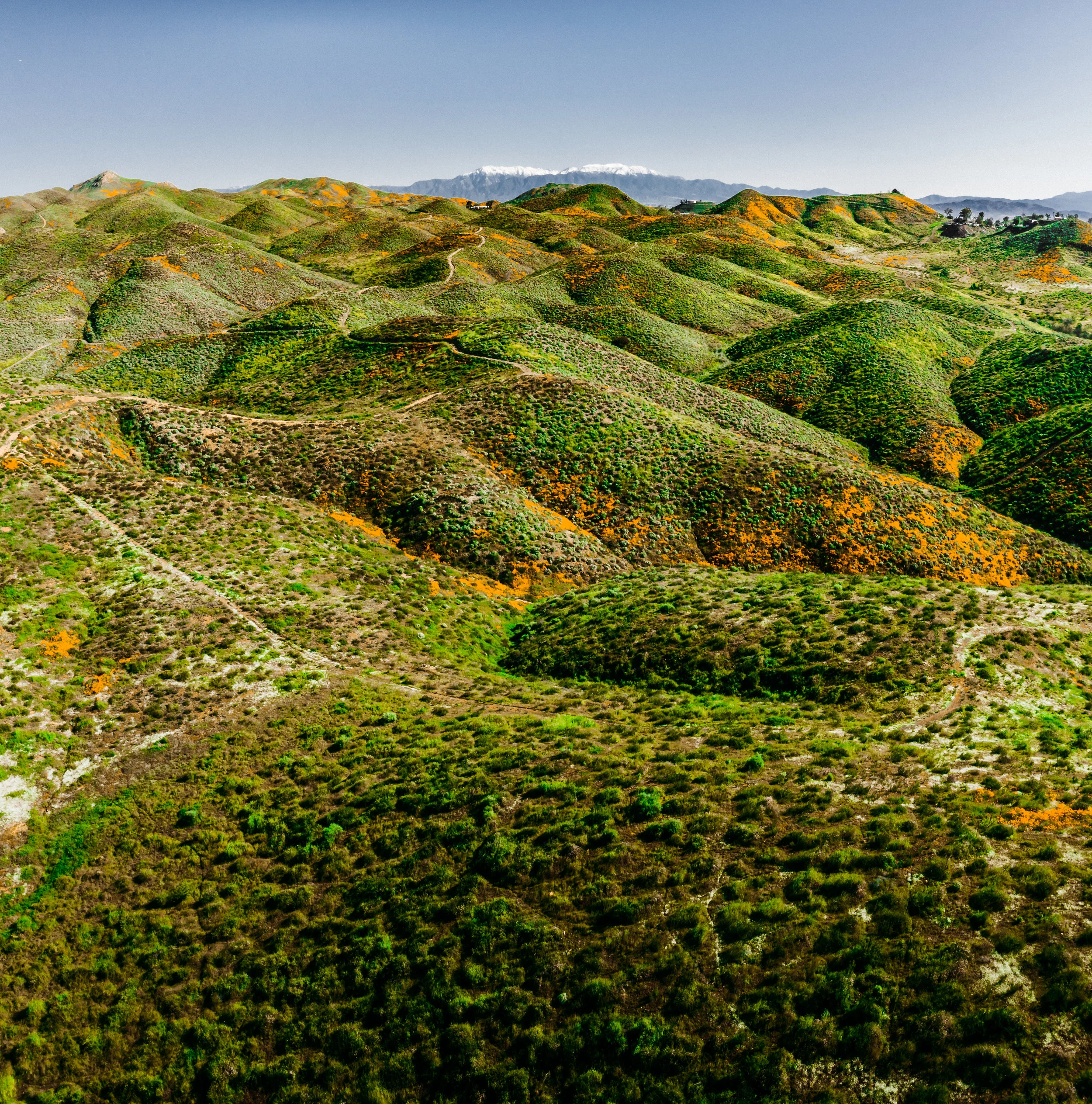 2019_03_16_Wildflower_Poppy_SuperBloom_Delaram__DJI_0006-HDR-Pano.jpg
