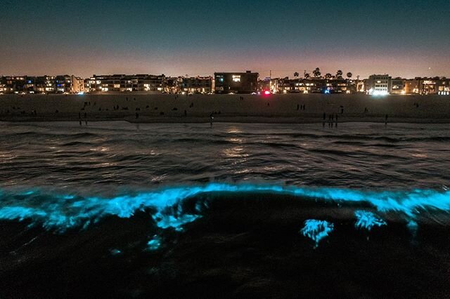 What #algae see when they are heading towards your #beachhouse. Did you see yesterday&rsquo;s film? I 🖤 #bioluminescence and was imagining what our ancestors would have thought when they first witnessed this #magic.