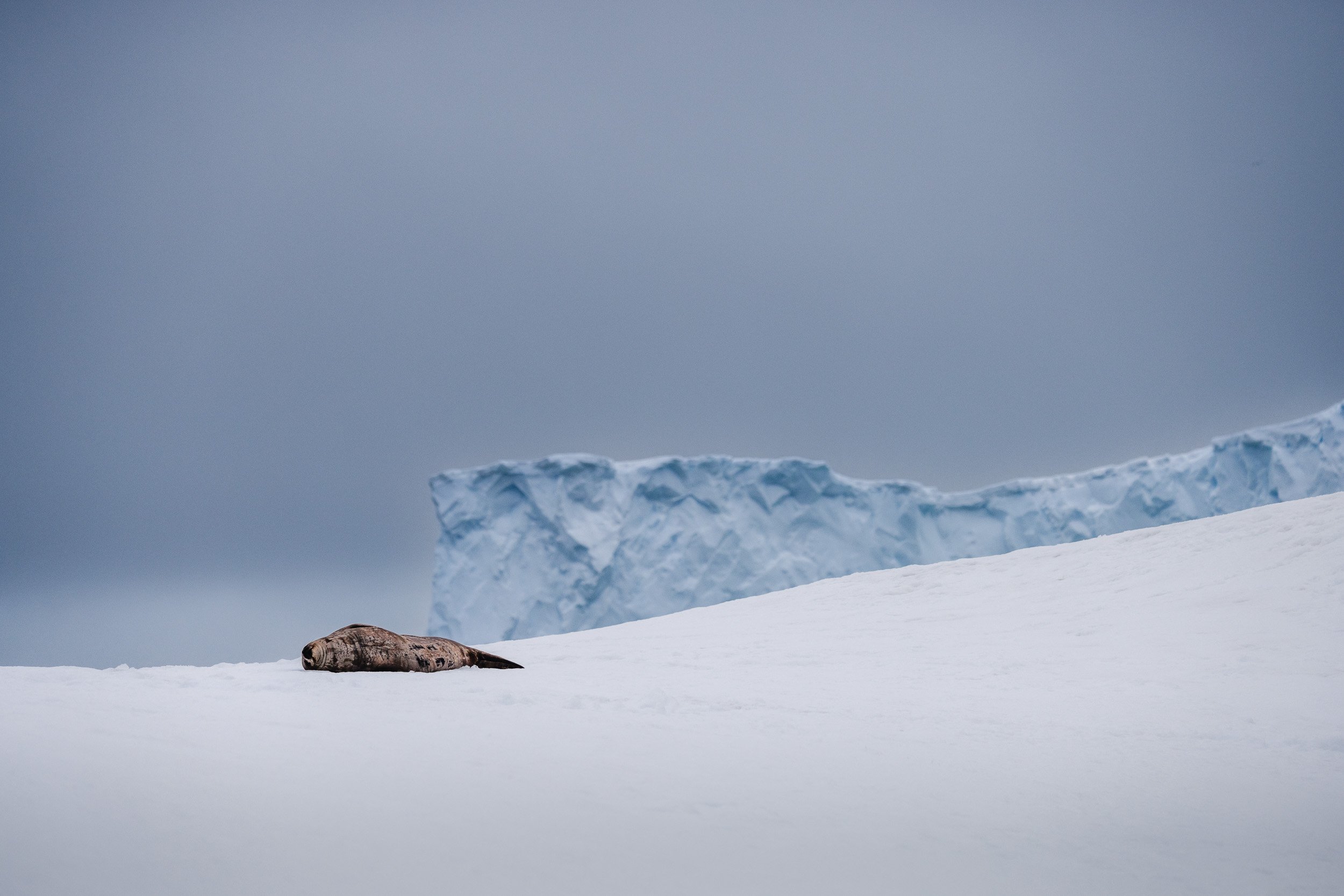 2023_12_18_Antarctica_Hydrurga_Rocks__GR56095.jpg