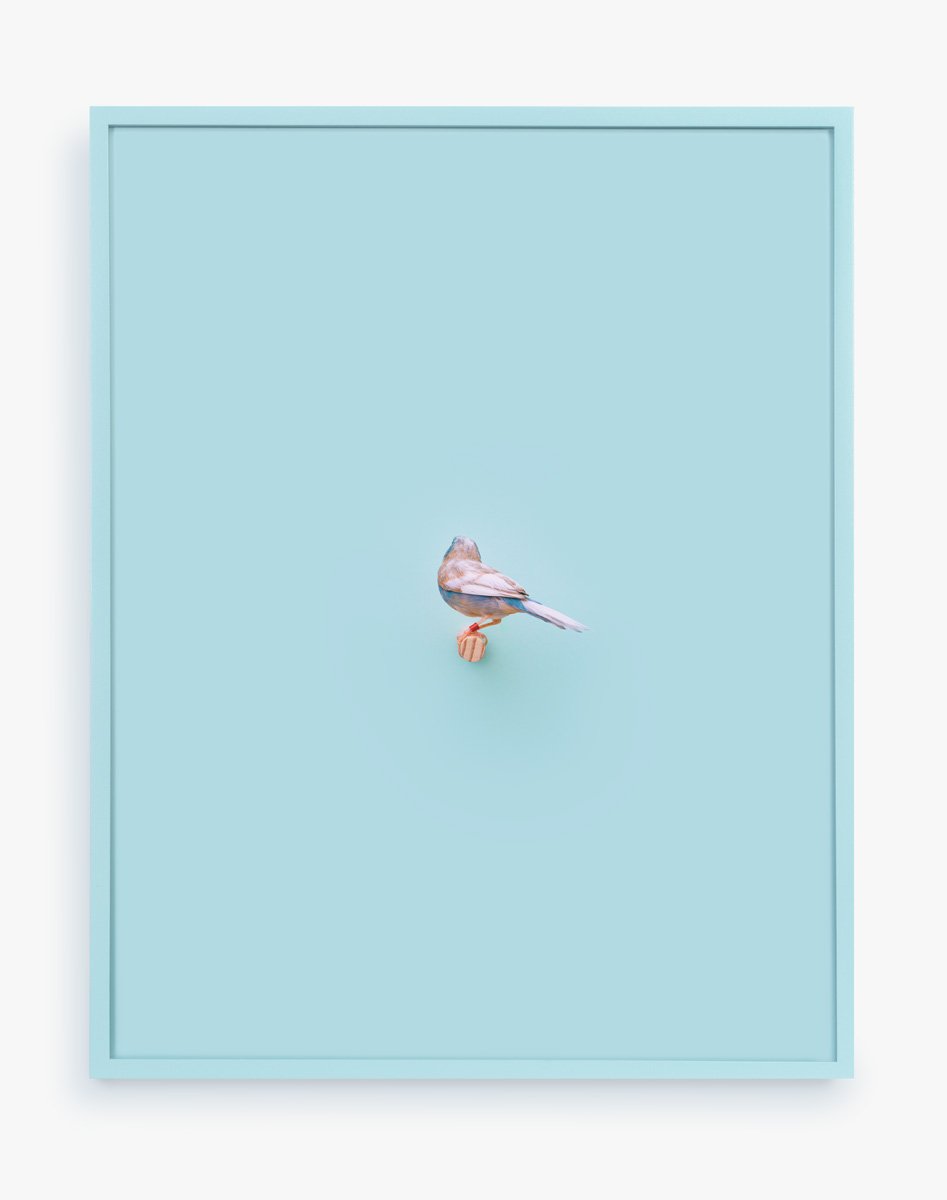 Cordon Bleu Finch (Clear Day), 2016