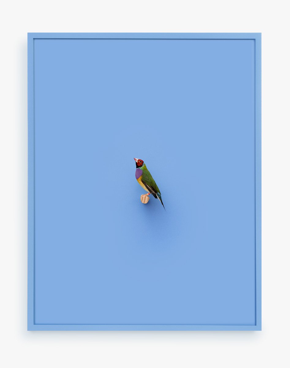 Gouldian Finch (Ray of Power), 2016