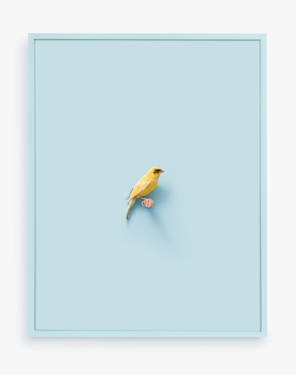 Russian Canary (St Anthony), 2016