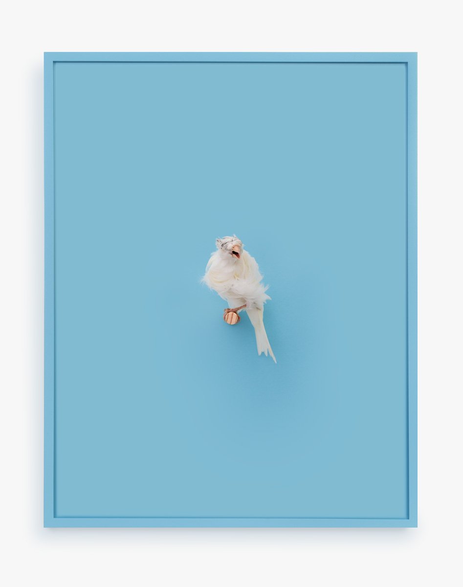 White Parisian Frilled Canary (New Age), 2017