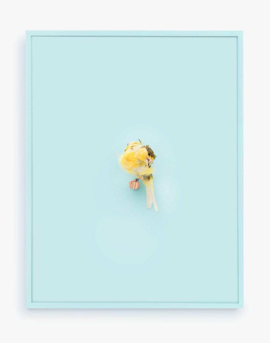 Yellow Parisian Frilled Canary (Baby Blue), 2017