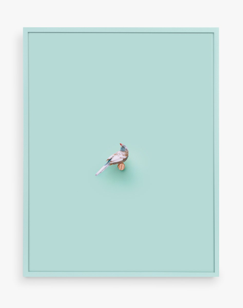 Cordon Bleu Finch (Spa), 2016