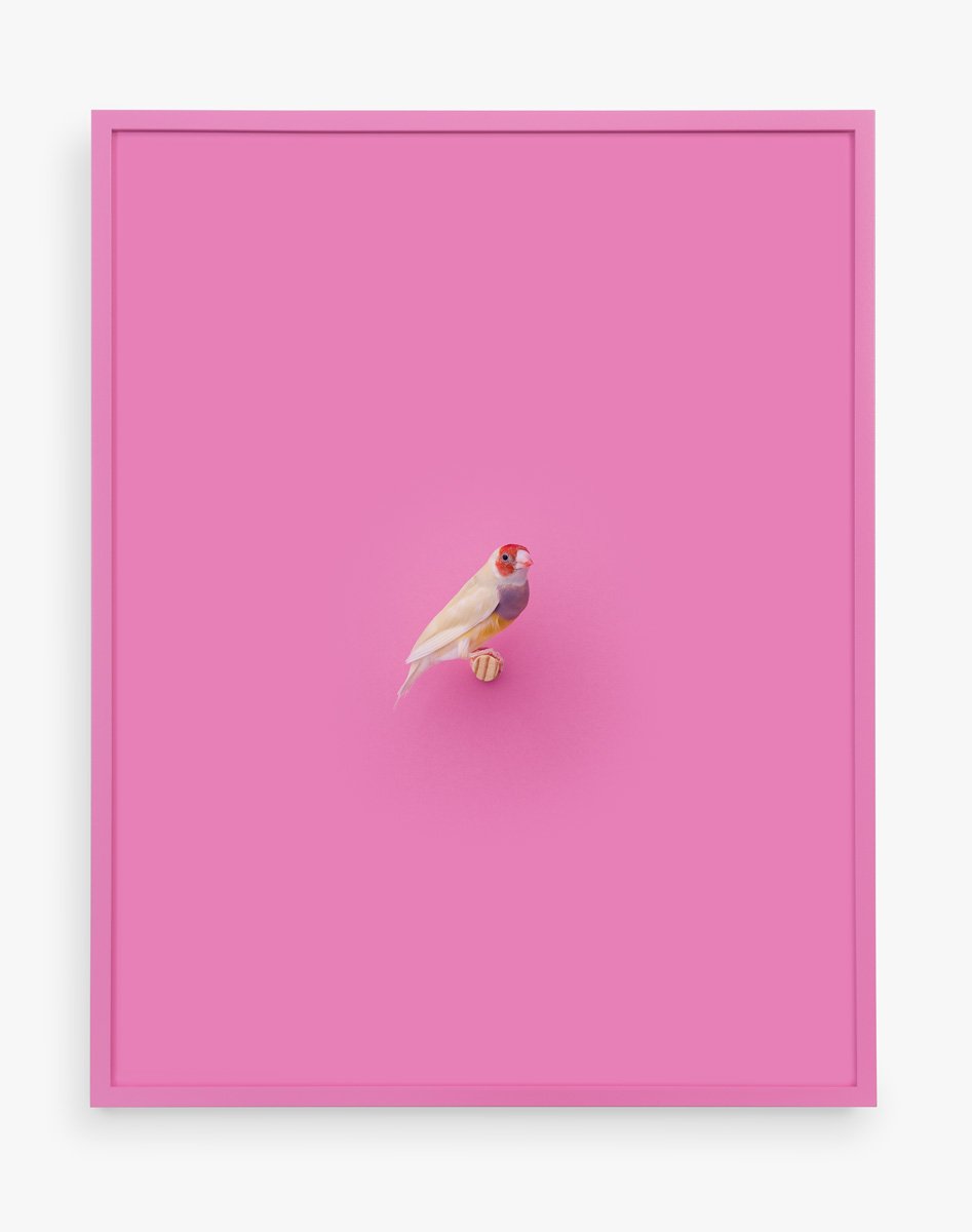 Orange Headed Gouldian Finch (Cerise), 2017