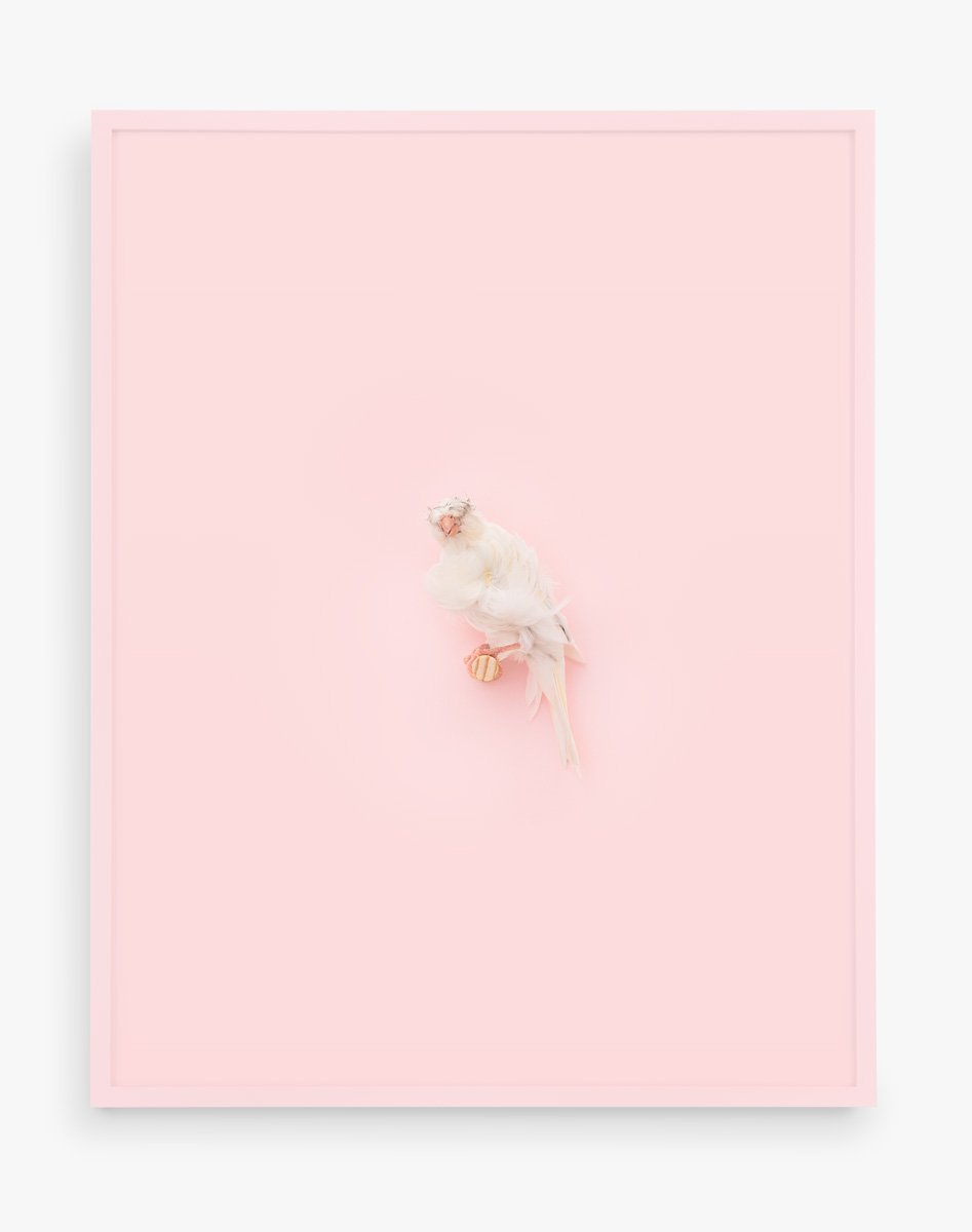 White Parisian Frilled Canary (Cotton Candy), 2017