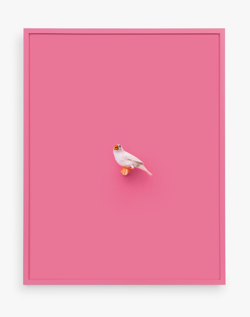 White Zebra Finch (Tickle Me Pink), 2017