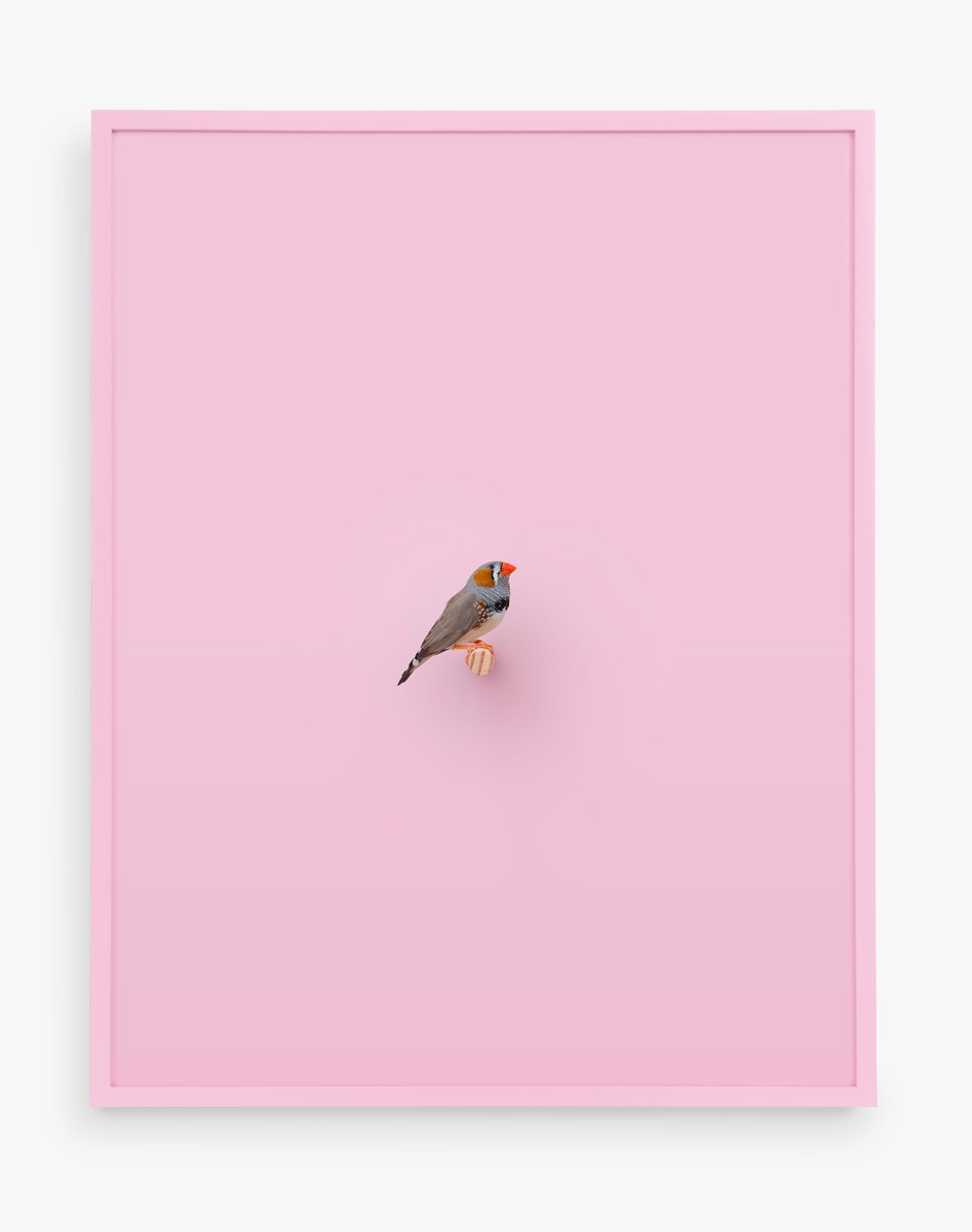 Zebra Finch (розовый), 2016