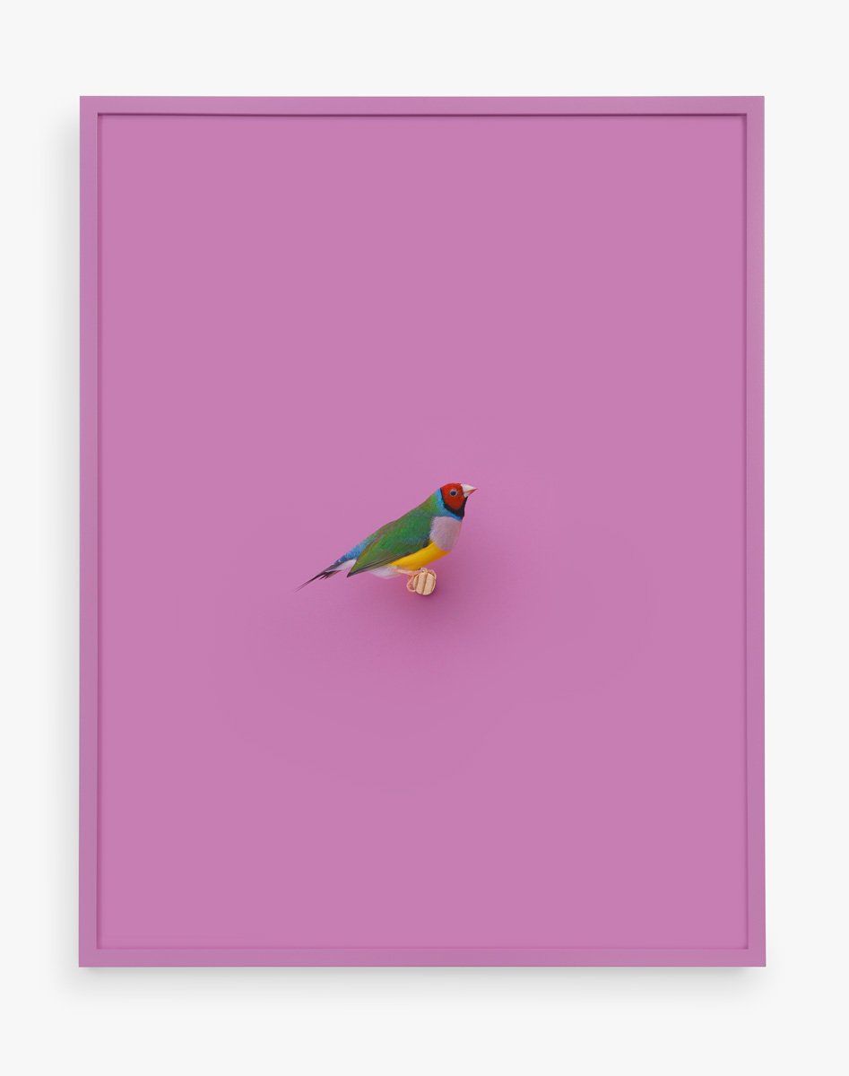 Lady Gouldian Finch (Pink Raspberry), 2017