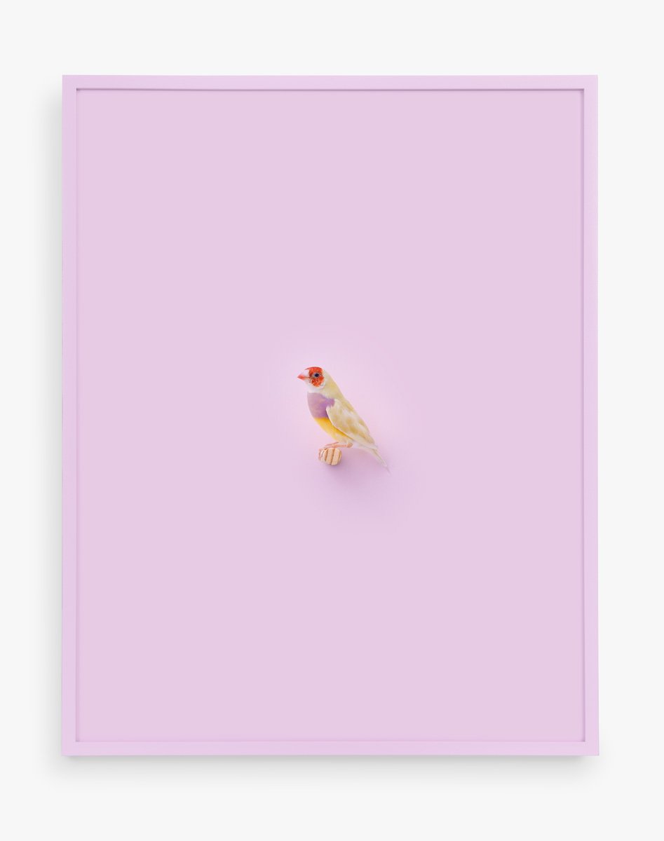 Orange Headed Gouldian Finch (Orchid), 2017