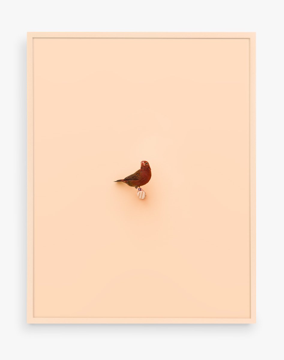 Senegal Fire Finch (Peach Puff), 2017