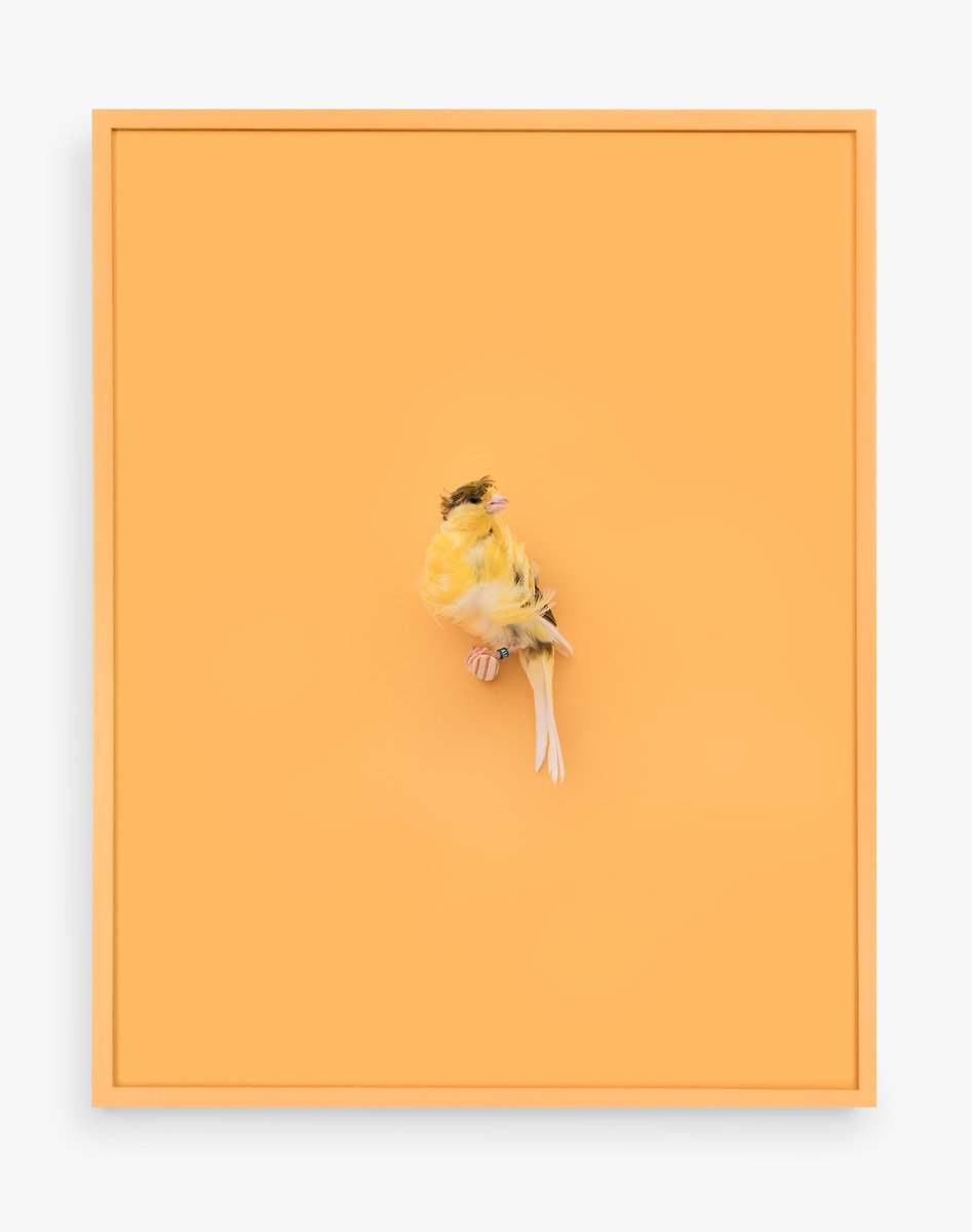 Yellow Parisian Frilled Canary (Acqua Santa), 2017