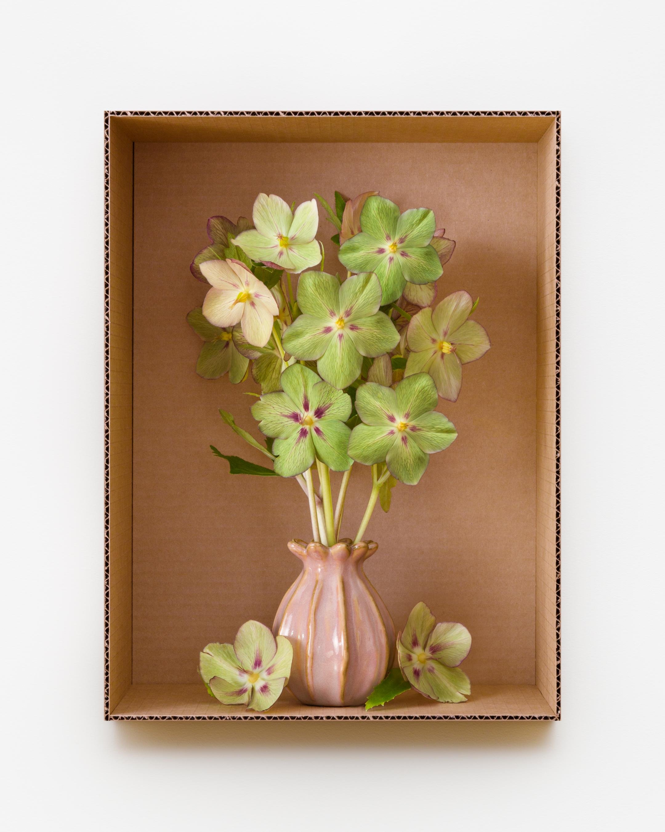 Chartreuse Lady Hellebores (Sunlit Pink), 2022