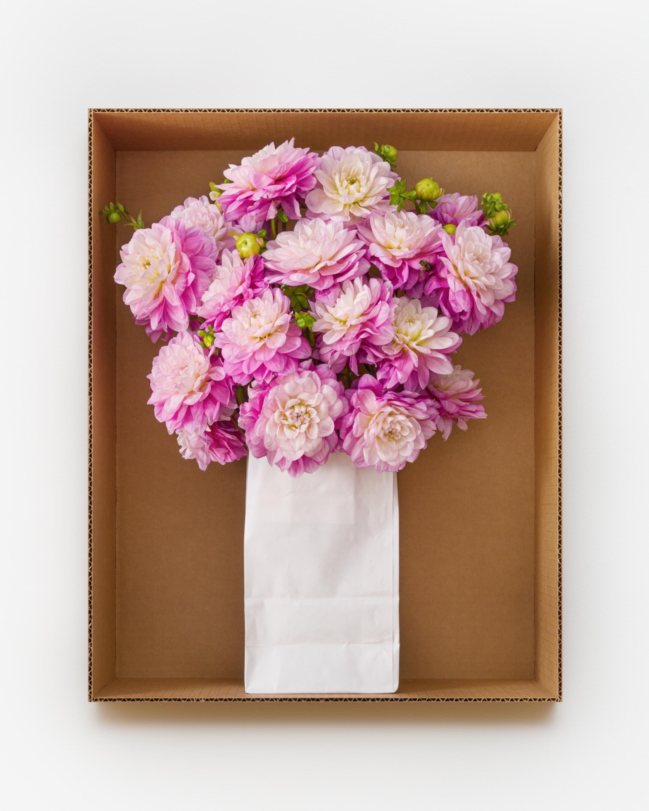 Decorative Dahlia (White Paper Bag), 2022