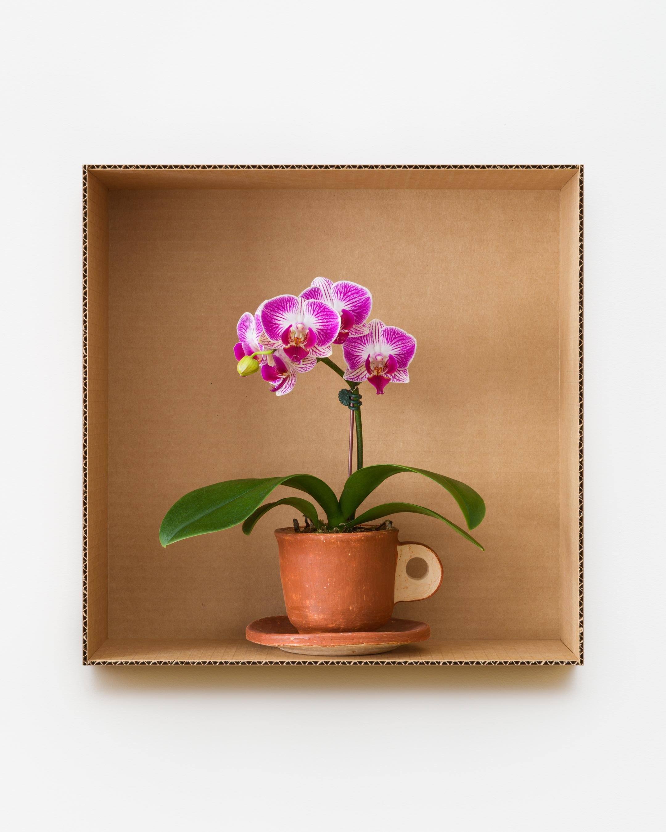 Striped Pink Moth Orchid (Clay), 2023