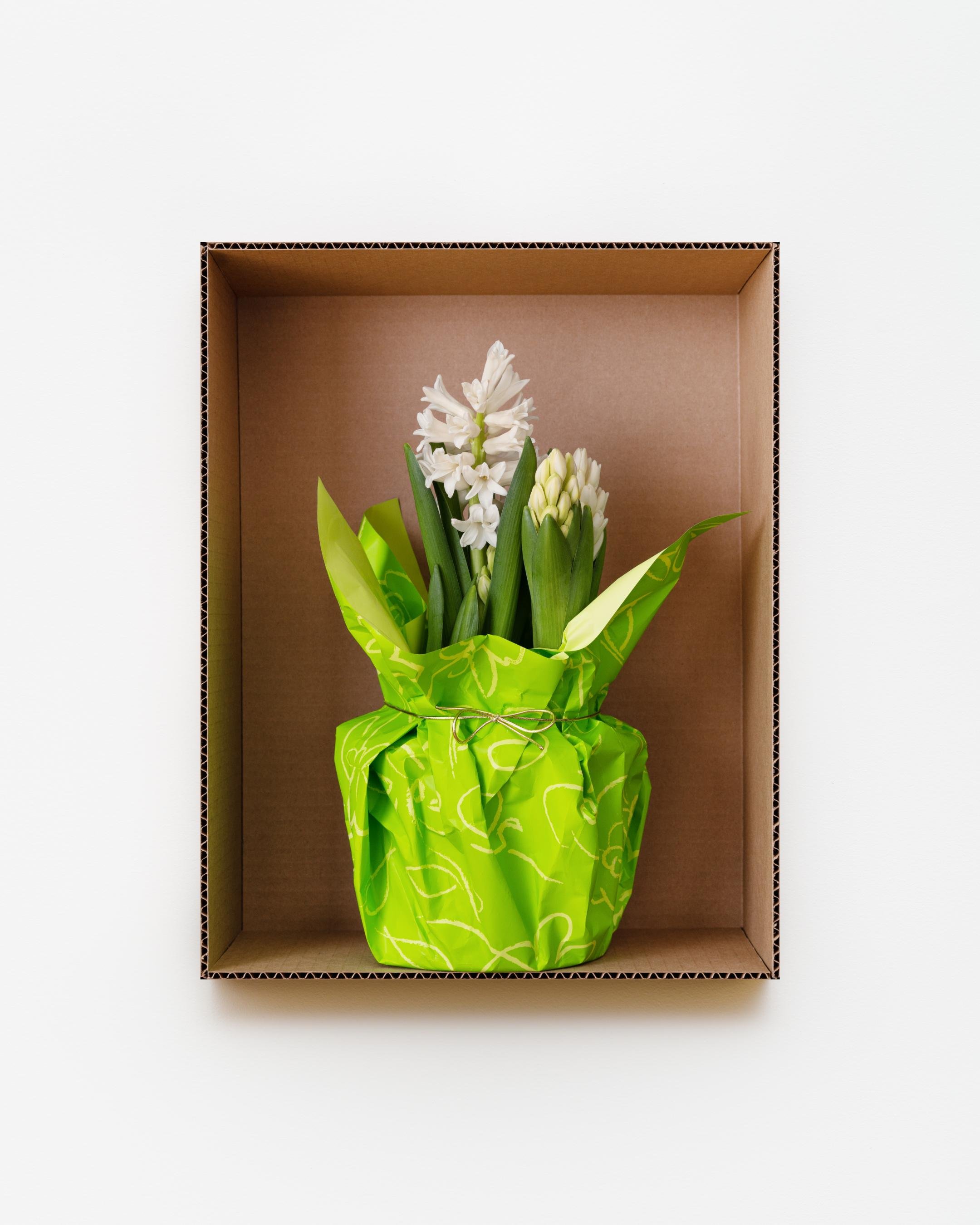 White Hyacinth (Green Wrapping Paper), 2022