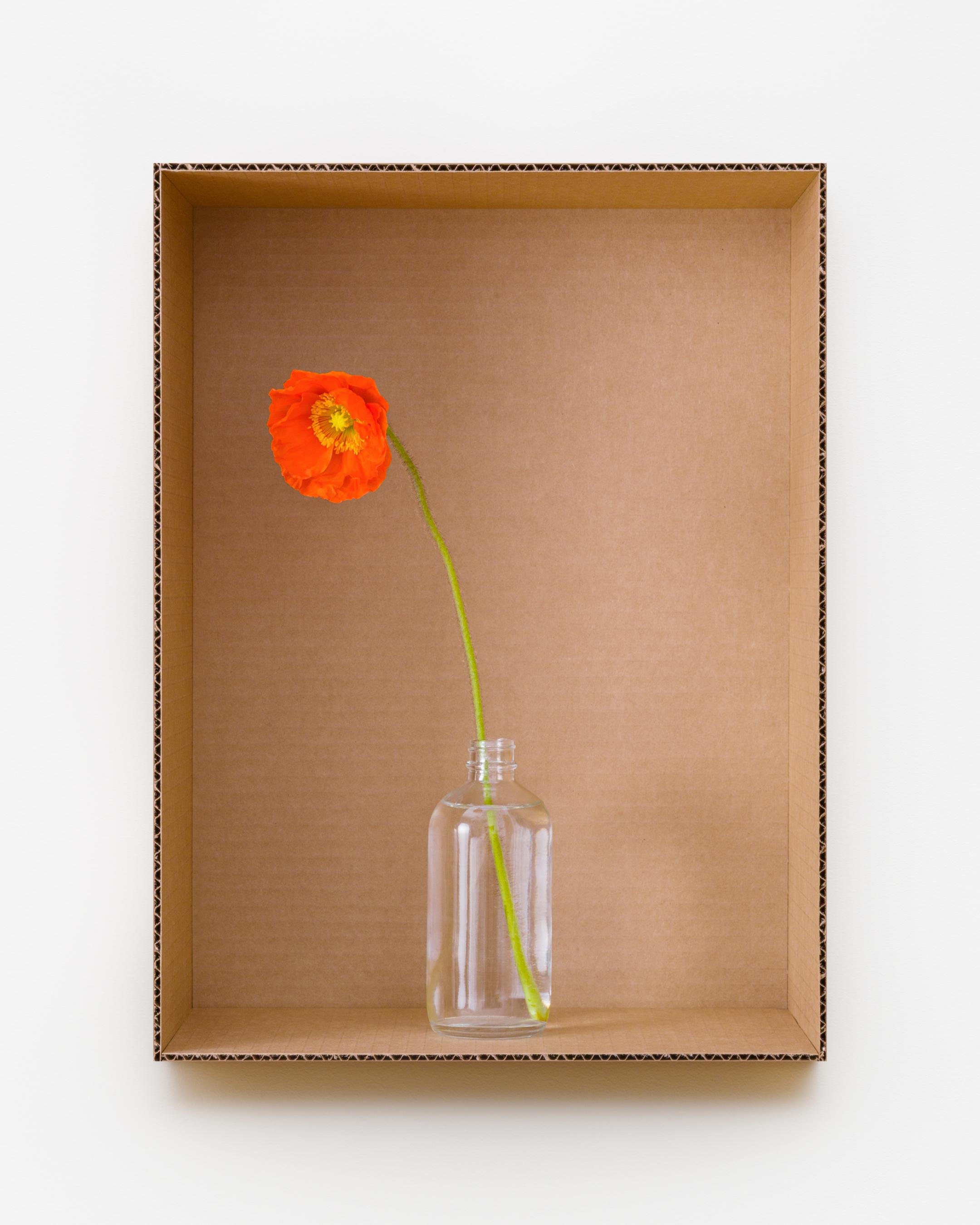 Wonderland Orange Poppy (Clear), 2022