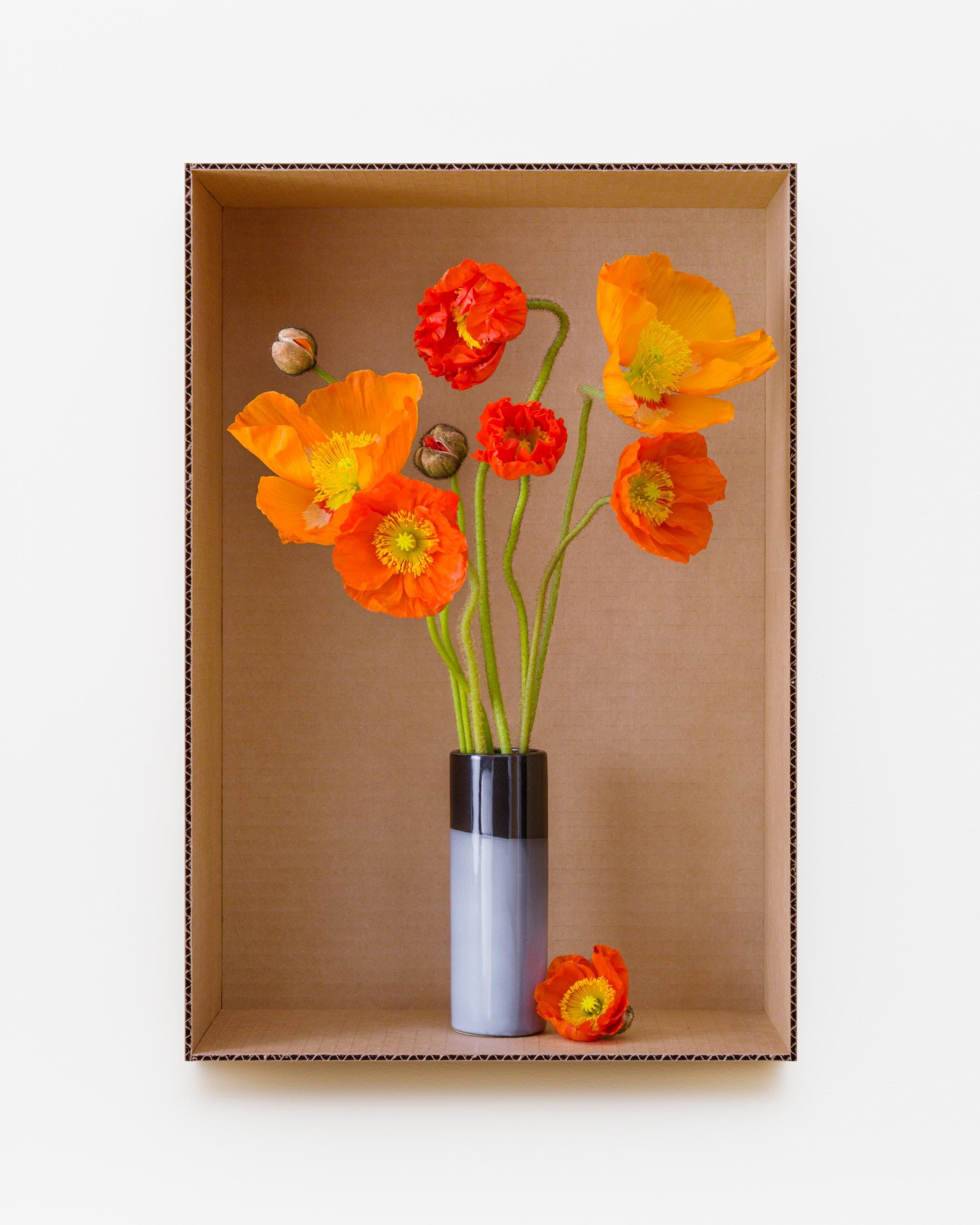 Wonderland Orange Poppy (Mid-Fire Black + Gray), 2022