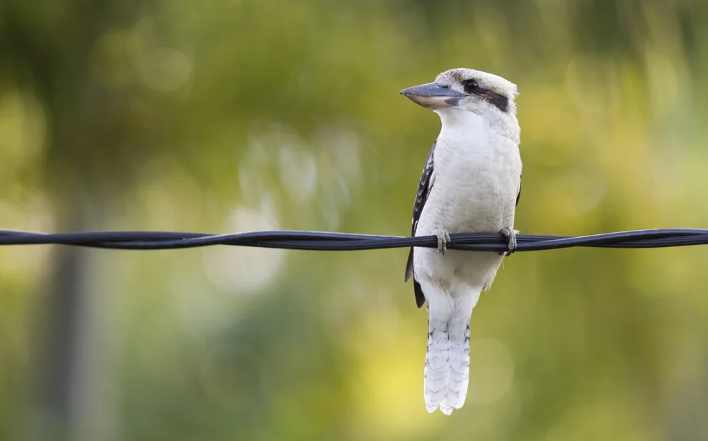 Australian Hypnotherapy Centre — Weight Loss Hypnotherapy Sunshine Coast