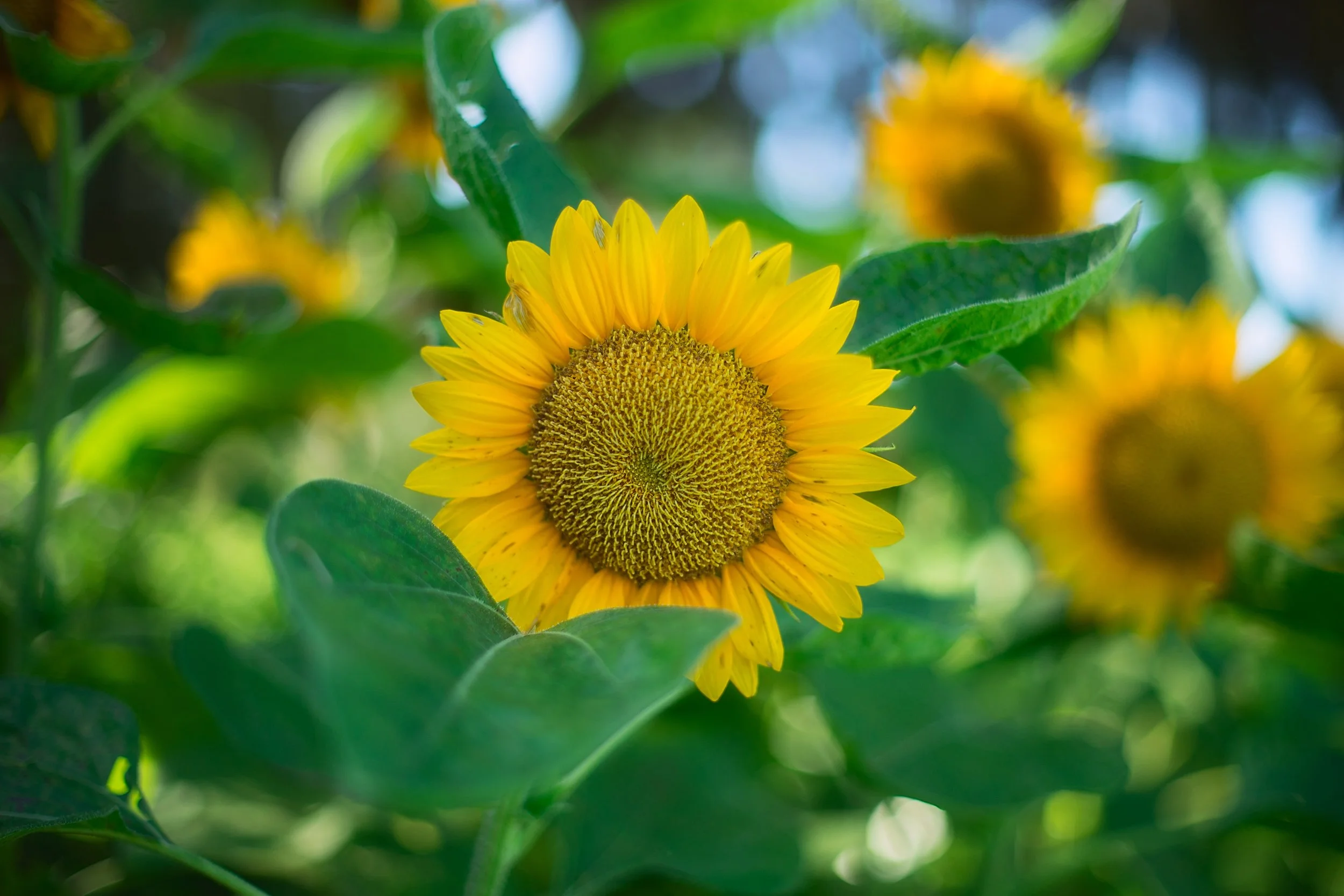 Sunflowers are such happy flowers…