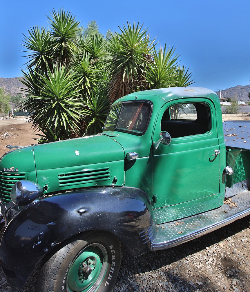 Joshua Trees and Open Space.jpg