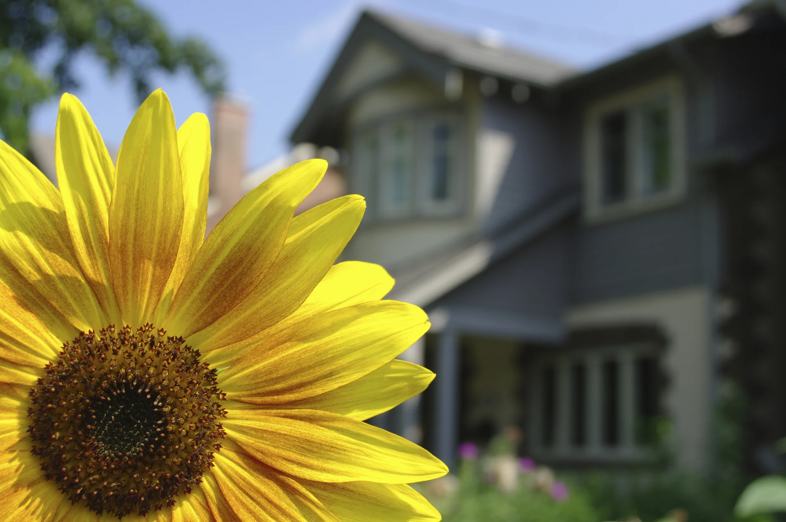 Getting Your House Ready for the Market in the Spring