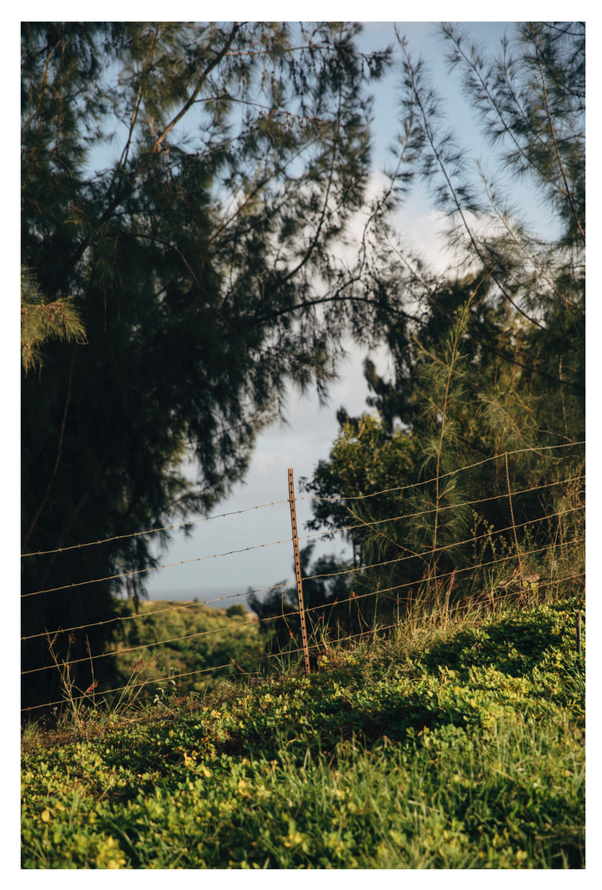 EMILYWINIKER2019_HAWAII_20.png