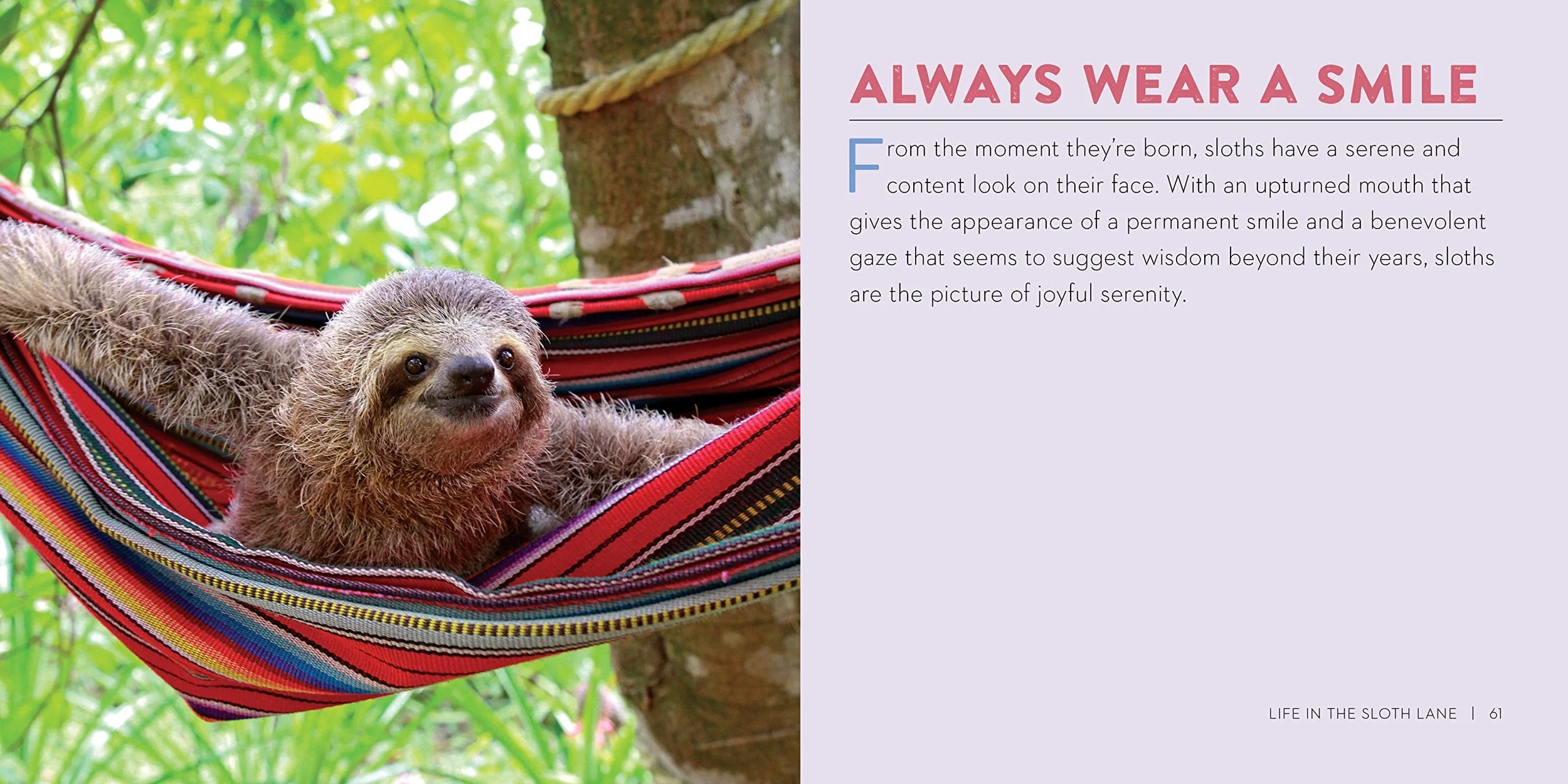 sloth4.jpg