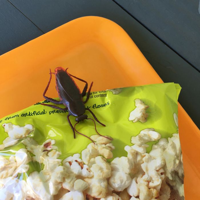 roach2.jpg