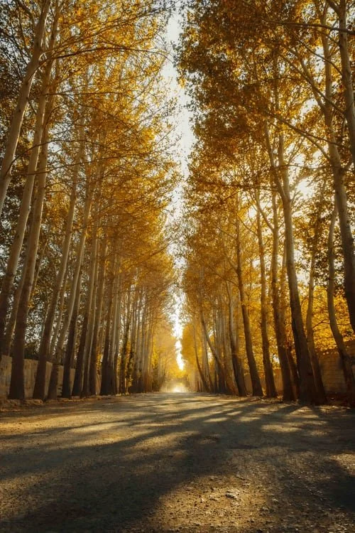 stock photo tree lined path.jpg