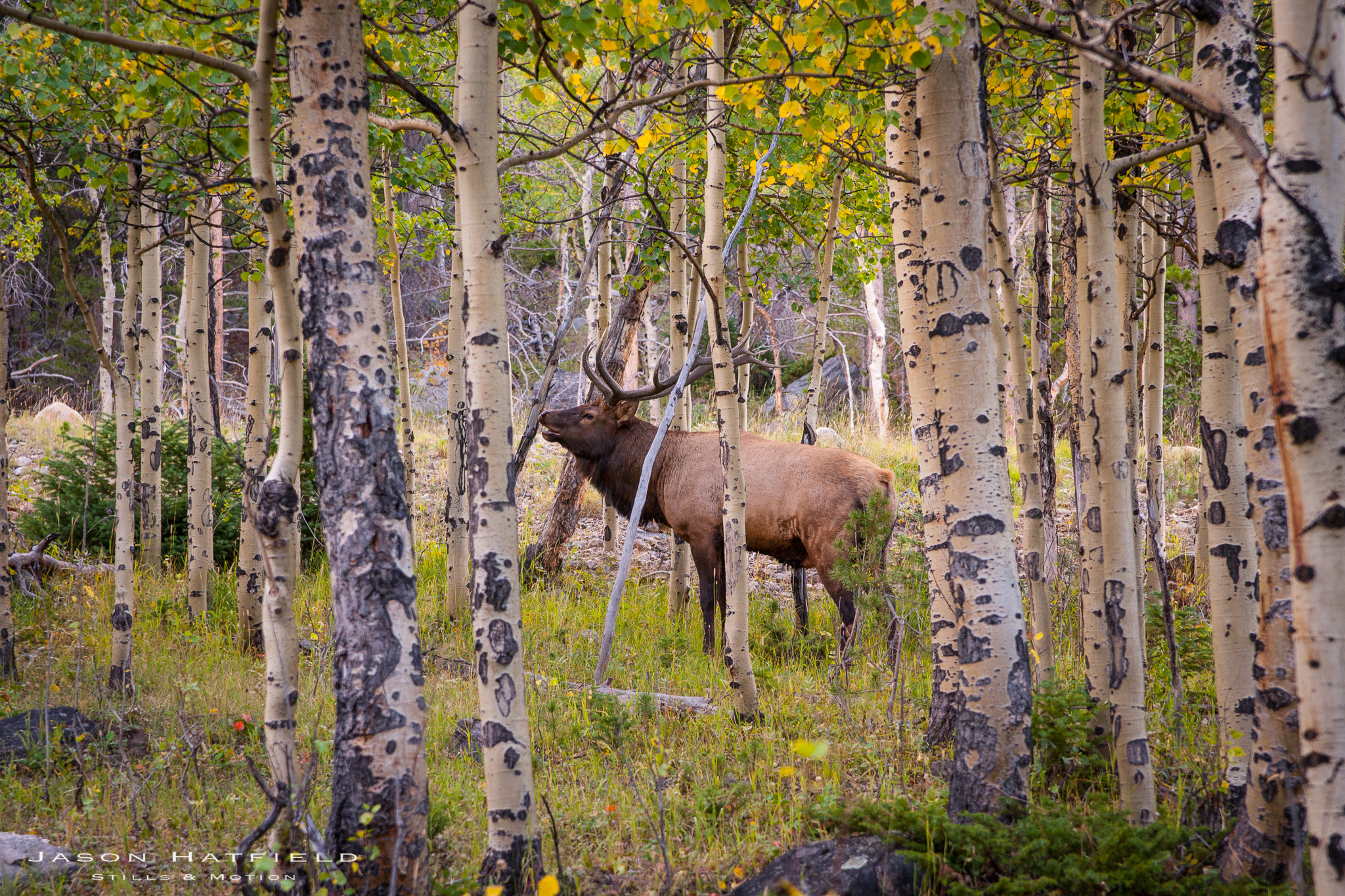 Elk Call