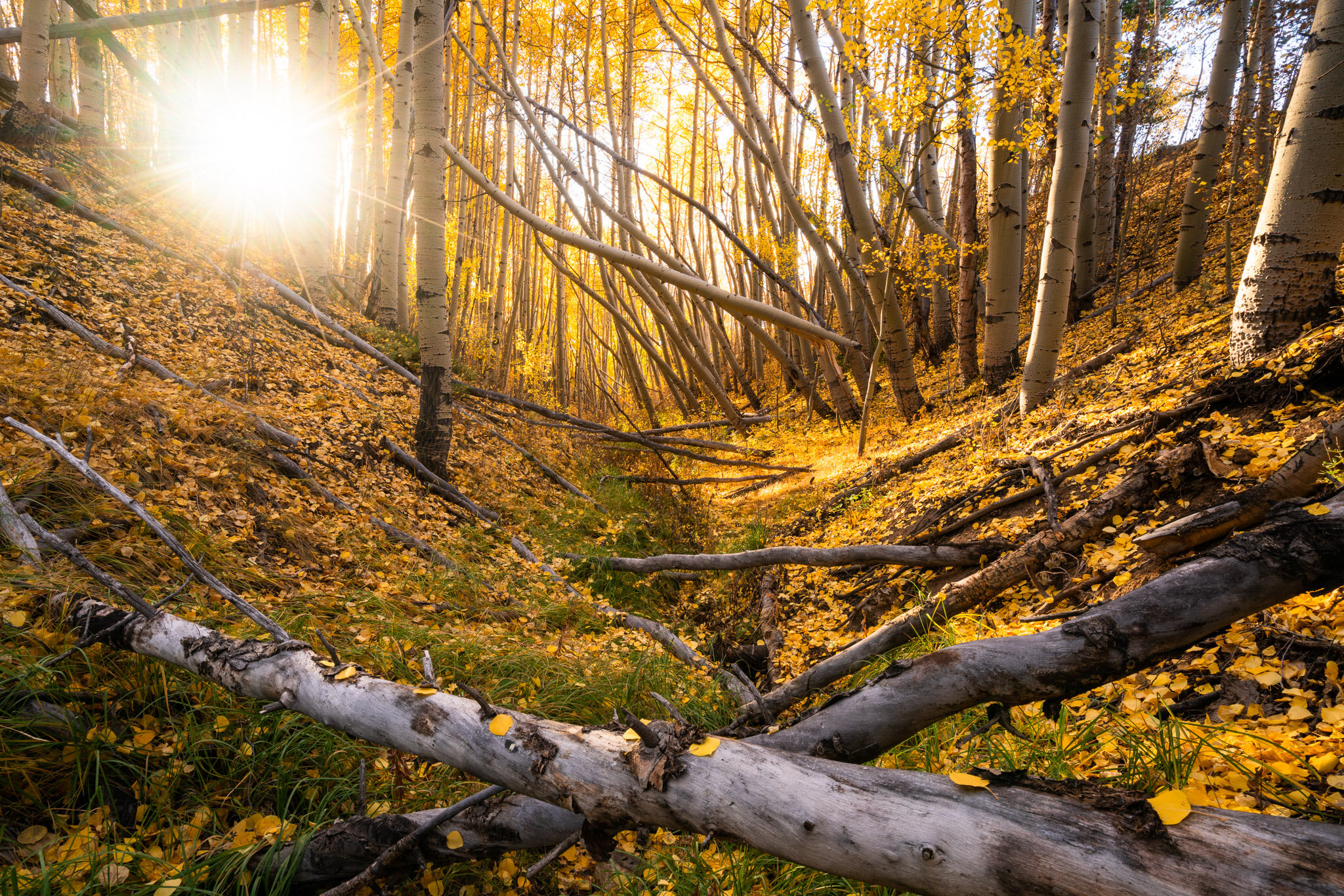 A Place of Aspens _JJH1829.jpg