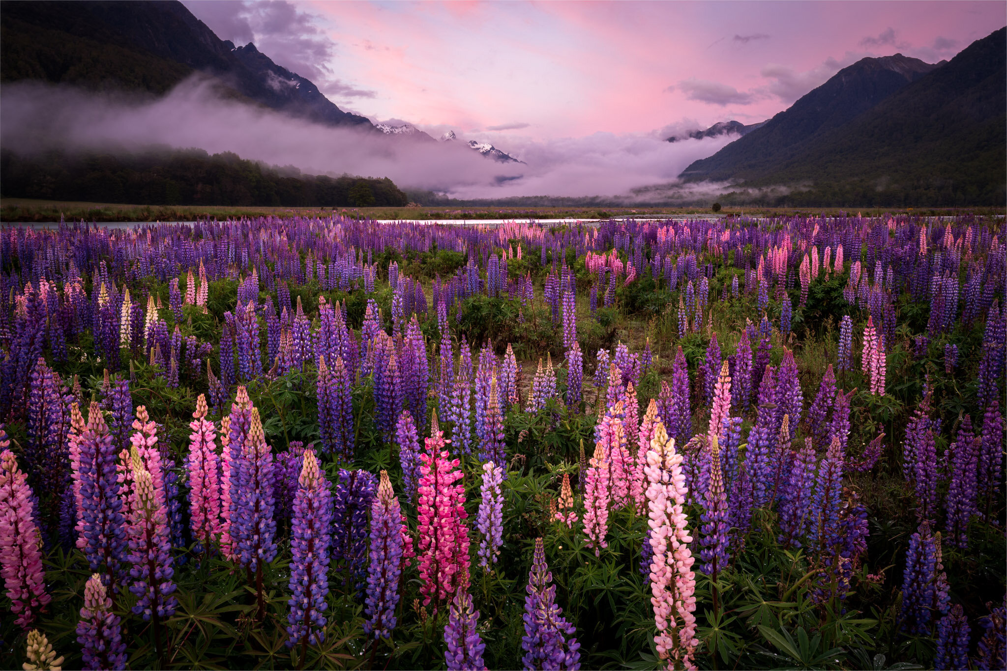 Lupine Light _JJH4955-HDR-Edit.jpg