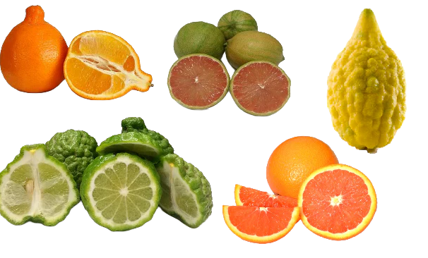 pearsonranch citrus passerby holiday gift guide 2025_.png