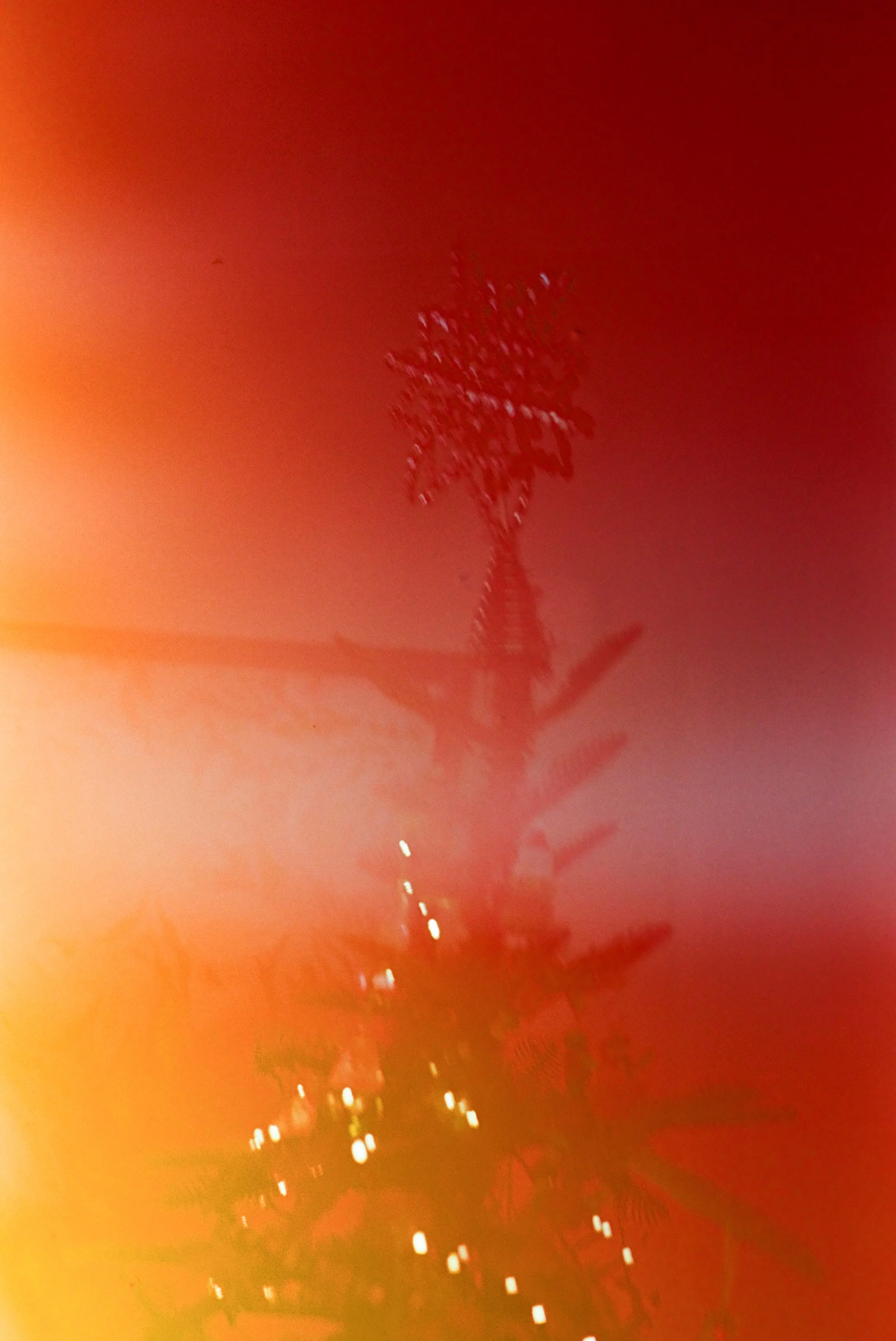 Donna Servideo 30.jpg