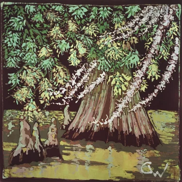 Drayton Island Cypress Tree Study II