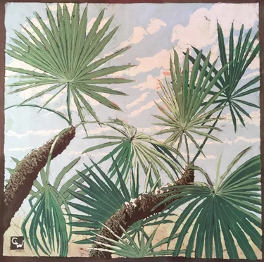 Palmetto trunks against the Sky