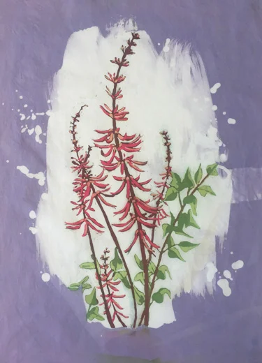 Indian Coral Bean
