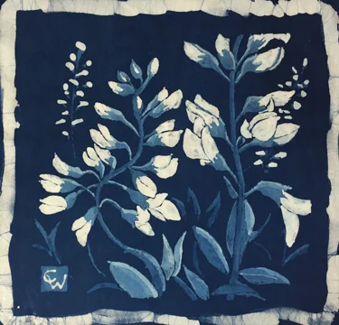 Baptisa Alba Study