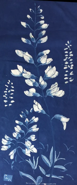 Baptisa Alba in Indigo