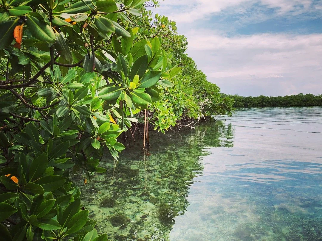 Mangroves.jpg