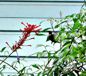 Hummingbird in Mary's garden