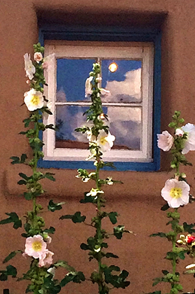 Photo I took of hollyhocks in front of a small blue window on Canyon Road, Santa Fe.