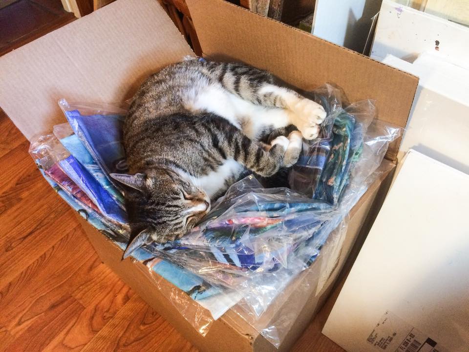 Colby Cat